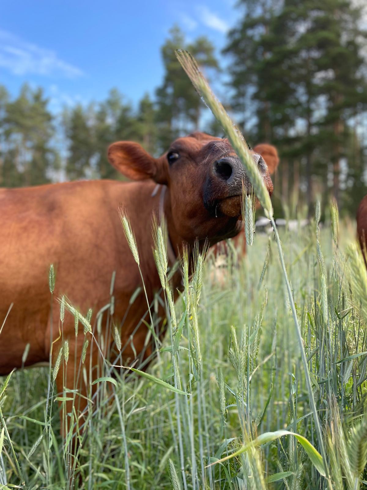 Nuuskiva lehmä pellolla